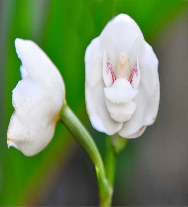 C:\Users\Home\Downloads\original-flowers_look_like_something_else_14.jpg
